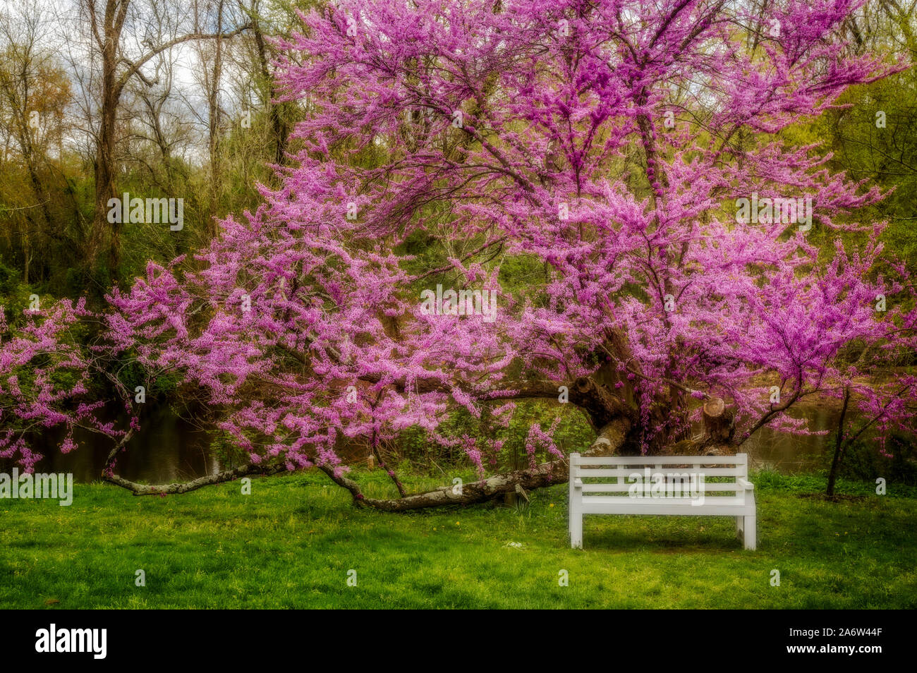 Redbud Tree During The Spring - View to an empty white wooden bench underneath a blooming Redbud tree. Cercis Canadensis, is the eastern redbud. Stock Photo