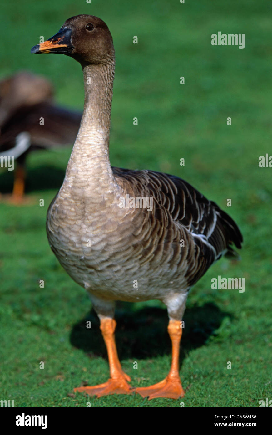 TAIGA, WESTERN or YELLOW-BILLED,  BEAN  GOOSE  on grass. ( Anser fabalis fabalis). Stock Photo