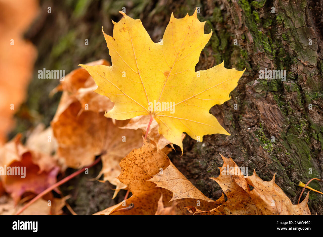 Beautiful autumnal scenery with a closeup of a bright yellow maple leaf lying on the bark at the foot of a tree together with other autumn leaves. See Stock Photo