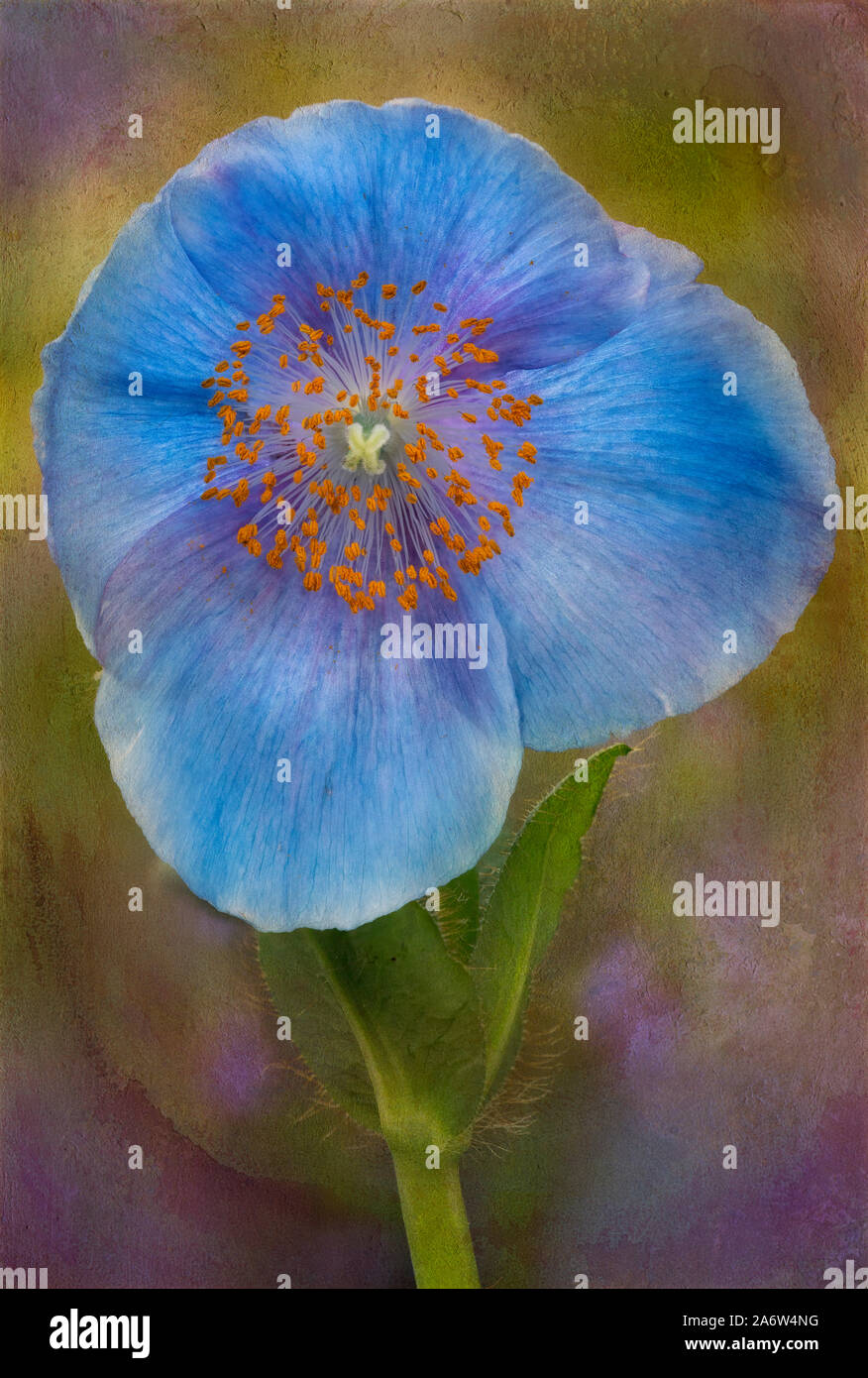 Textured Blue Poppy Flowe A recently bloomed Blue Poppy flower with