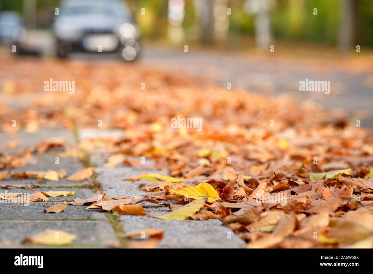 Colorful fallen autumn leaves are covering the pavement, curbstone and parts of the street in a residential district in Germany in October on a sunny Stock Photo
