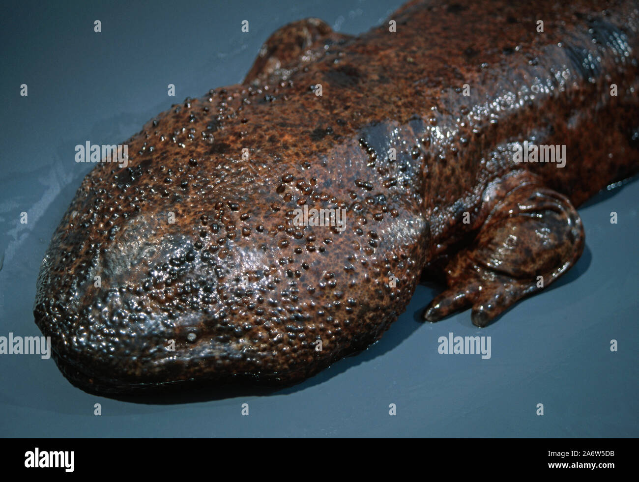 JAPANESE GIANT SALAMANDER Andrias japonicus head, showing minute eye, bottom left. Sensory nodes on skin. Cold water aquatic amphibian. Near threatene Stock Photo