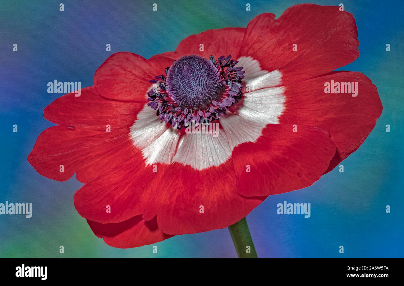 Anemone Flower Anemone Flower Bloom - A red, white and purple center anemone flower. Stock Photo