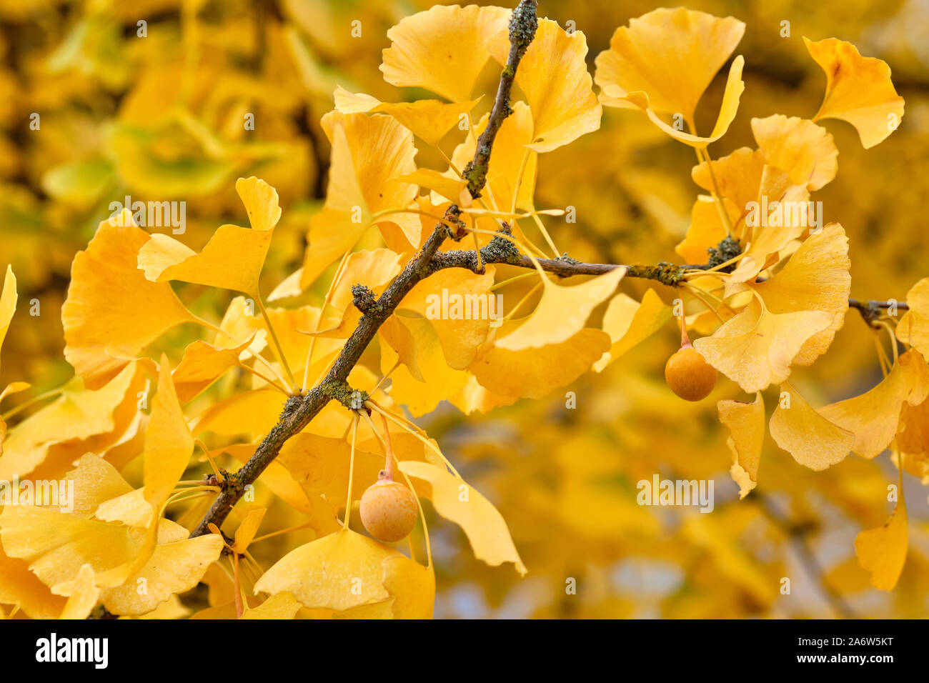 Closeup of the beautiful bright yellow  autumn leaves of a ginkgo tree and its fruits. Seen in Germany, Bavaria in October. Stock Photo