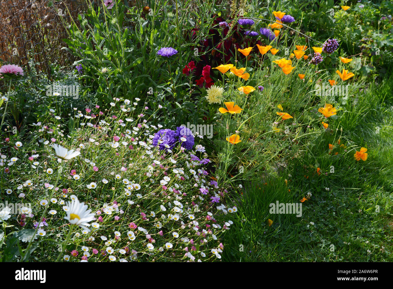 Flourishing summer flower bed in a garden with daisies, fleabane, asters and Californian poppies Stock Photo