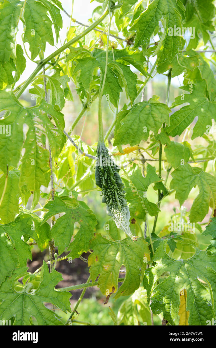 Spined bitter gourd growing on a leafy vine, the fruit still bearing