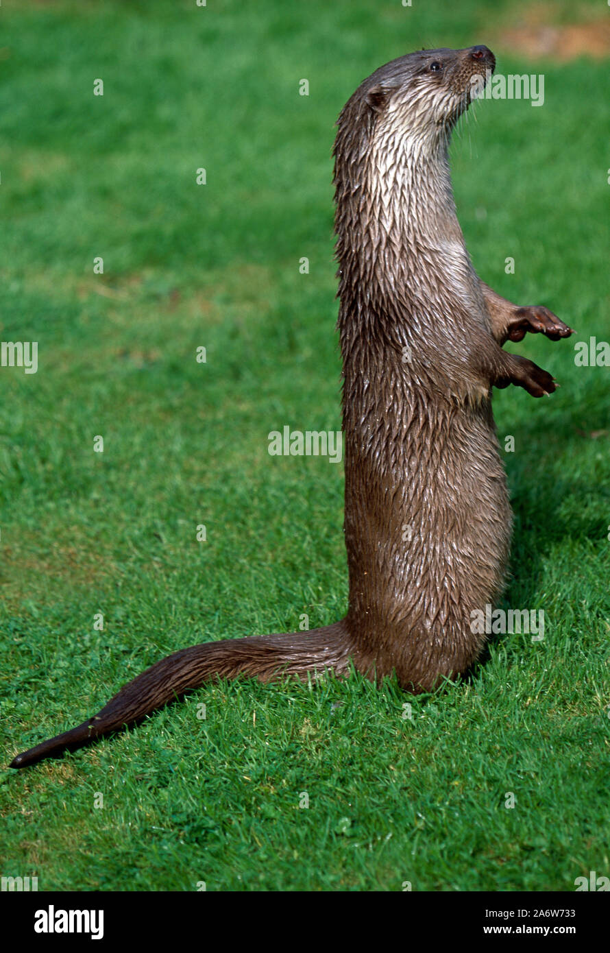 EUROPEAN OTTER (Lutra lutra), standing upright on two rear legs, tail or rudder, used to counter balance, maintain position.   Profile, side view. Stock Photo