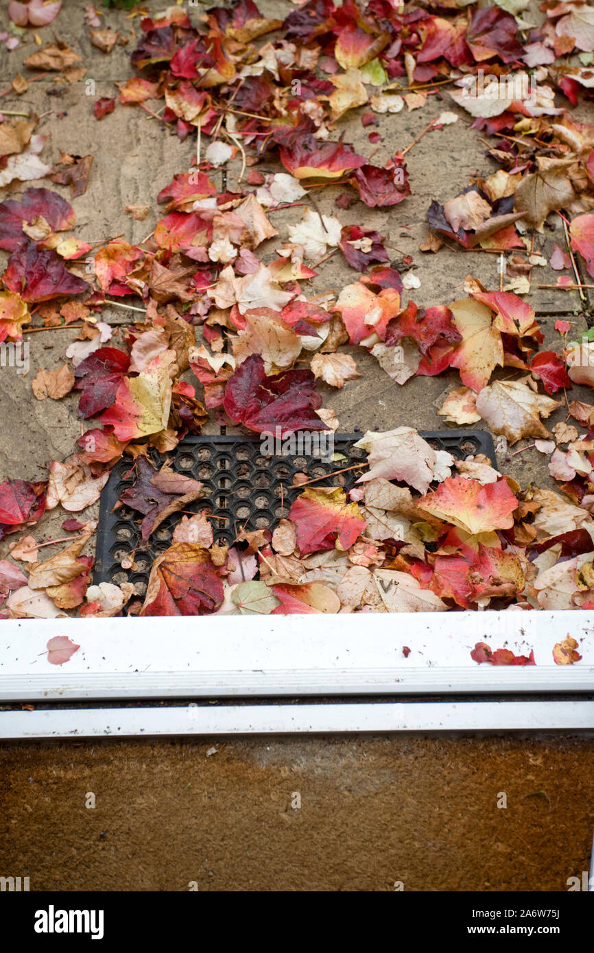 Virginia creeper leaves outside of door Stock Photo