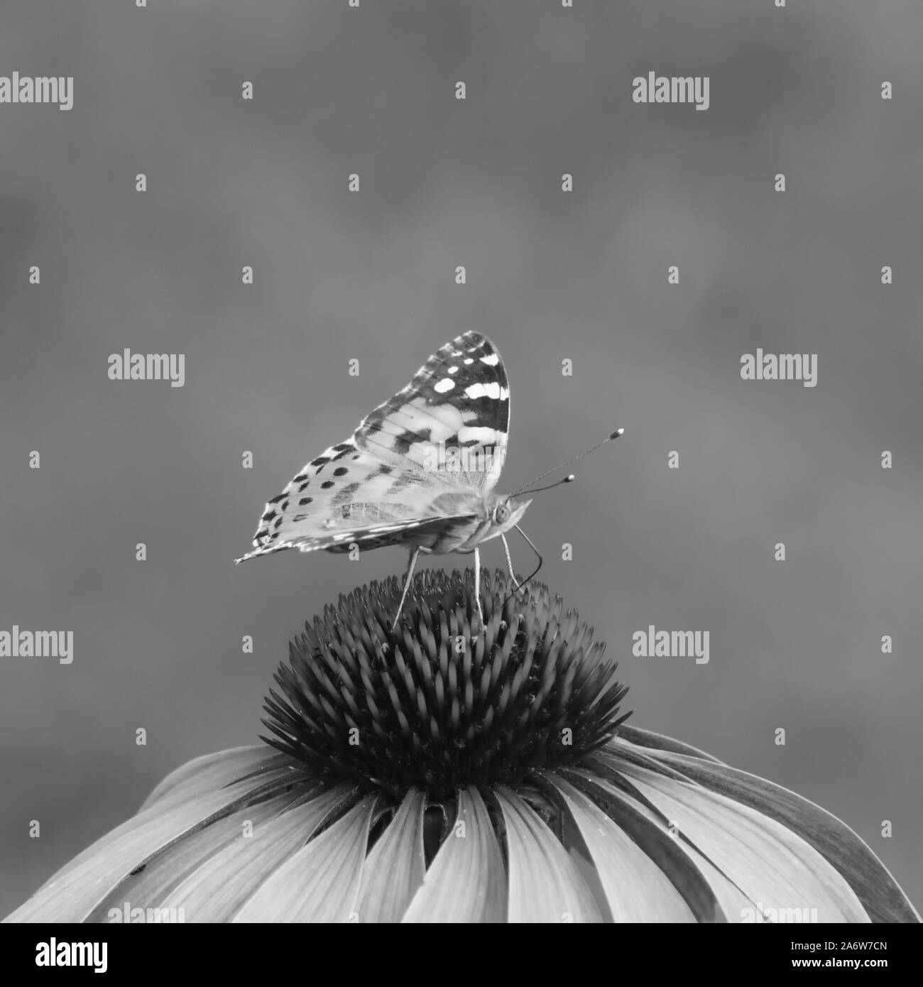 close-up of a painted lady (Vanessa cardui) on the blossom of a coneflower, monochrome image Stock Photo
