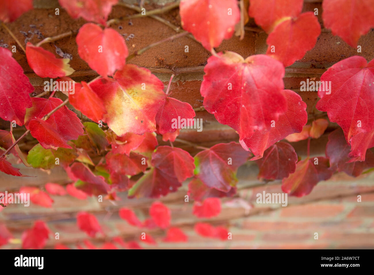 Virginia creeper plant attached to house Stock Photo