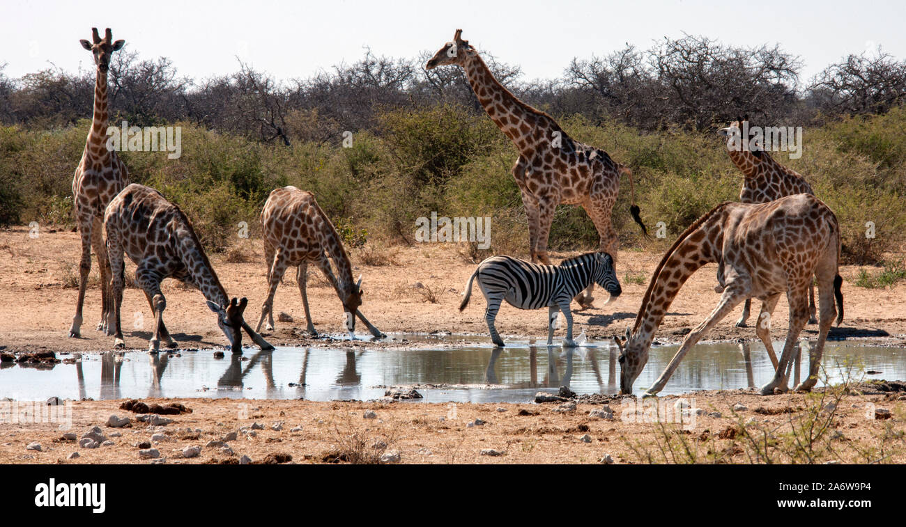 Group of Giraffe and a zebra at a waterhole in Etosha National Park in Namibia, Africa. Stock Photo