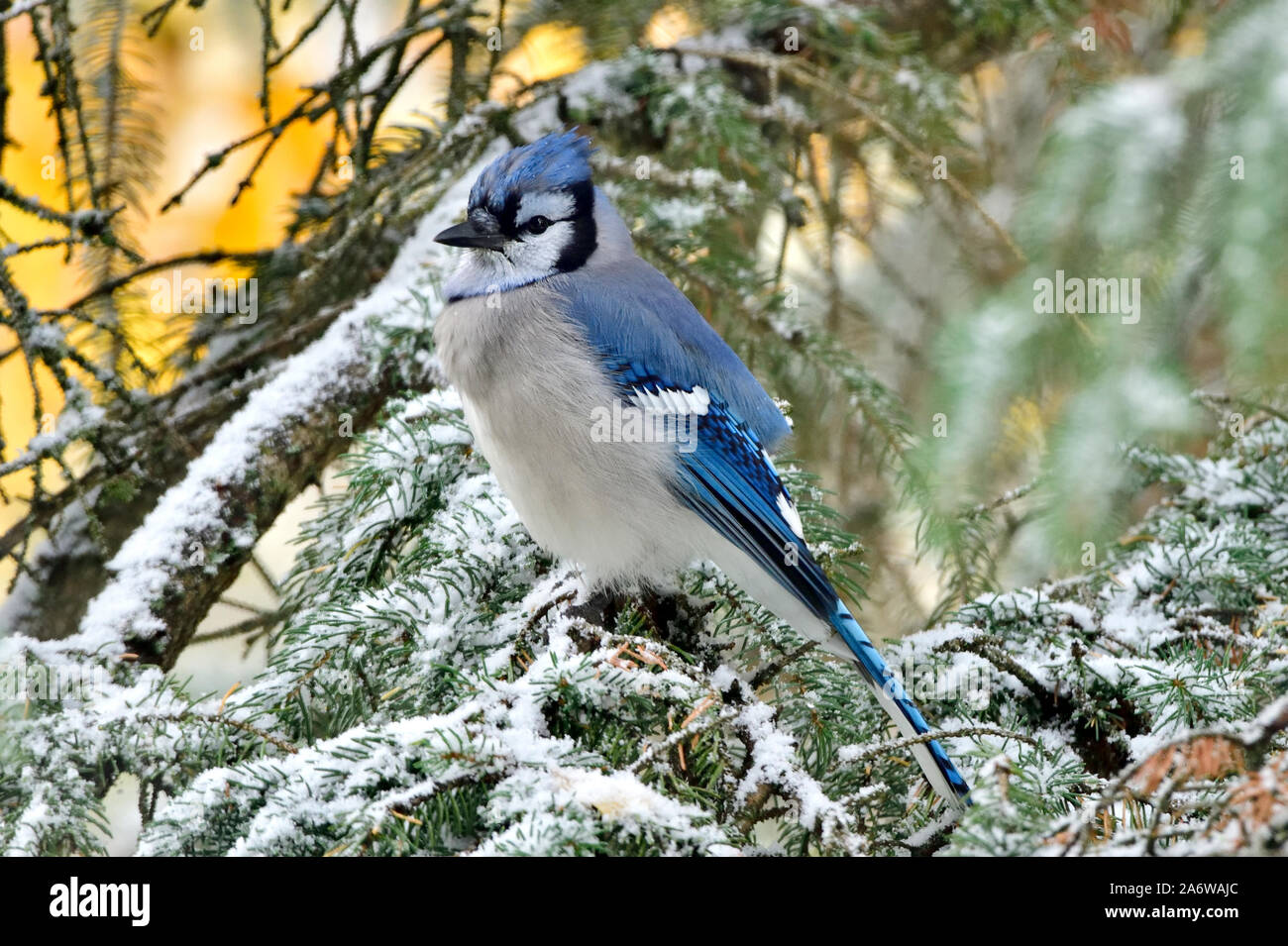 An eastern blue jay bird  ( Cyanocitta cristata), perched in a spruce tree with fresh autumn snow on the branches in rural Alberta Canada. Stock Photo