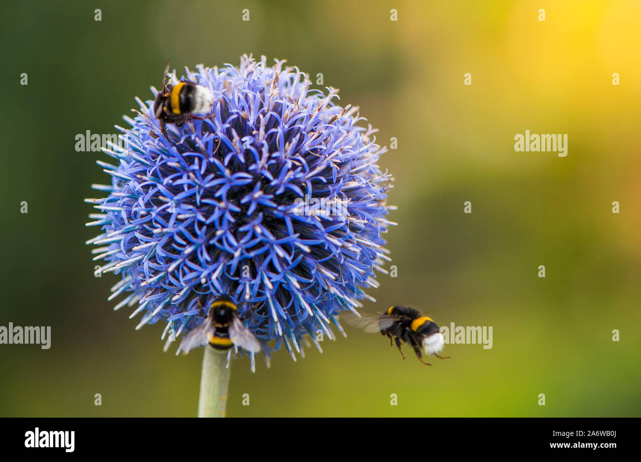 Three Bumble Bees on Echinops. Green Blurry Background. Copy Space. Stock Photo