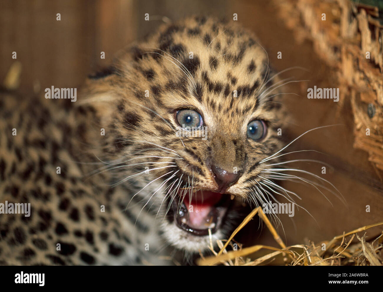 AMUR LEOPARD cub calling, (Panthera pardus orientalis). Head detail Critically endangered species. Stock Photo