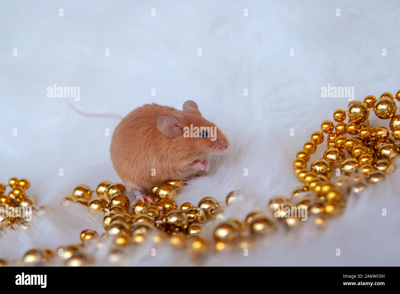 Little mouse with holiday decorations on a light background Stock Photo