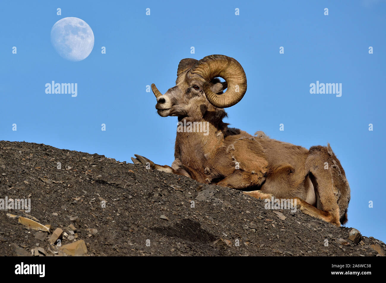 A male bighorn sheep 'Orvis canadensis', laying down on a hillside with the moon in a blue sky as his background in Alberta Canada. Stock Photo