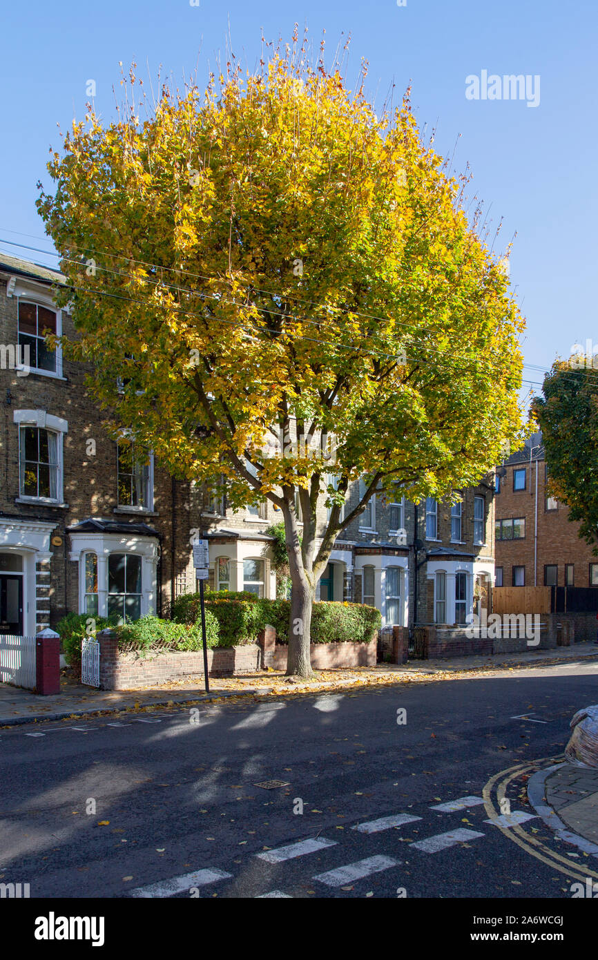 Norway maple urban tree, London in the autumn Stock Photo