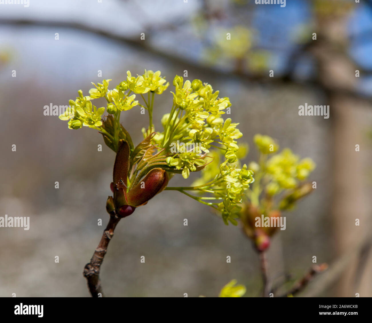 Flowers of Norway maple (acer platanoides) on an urban tree, London Stock Photo