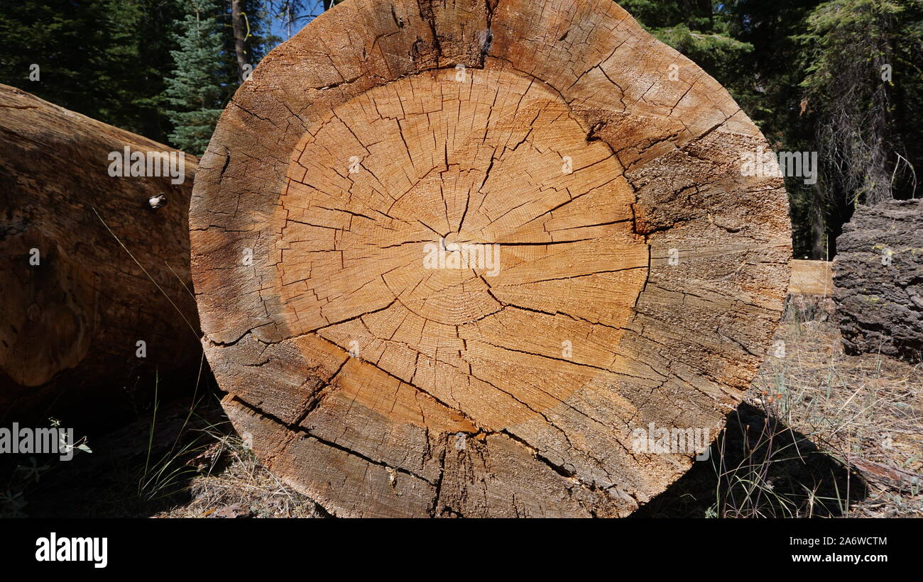 Pseudotsuga menziesii or coast Douglas fir cut log with tree rings and wood cracks. A conifer in the pine family, Pinaceae. Stanislaus National Forest Stock Photo