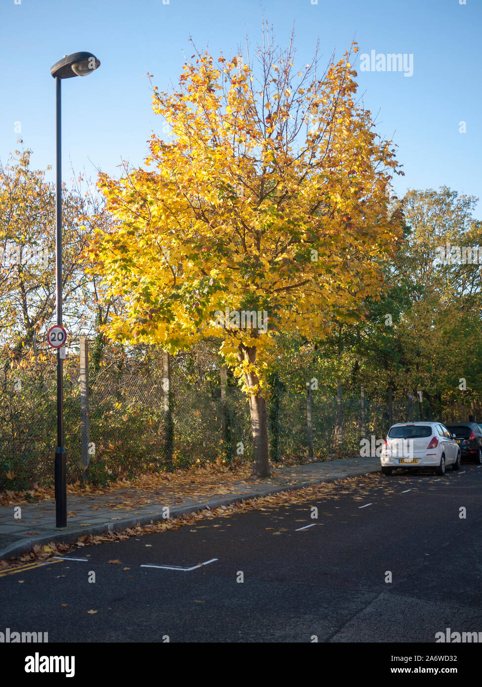 Norway maple (Acer platanoides) street tree, London N19 in the autumn Stock Photo