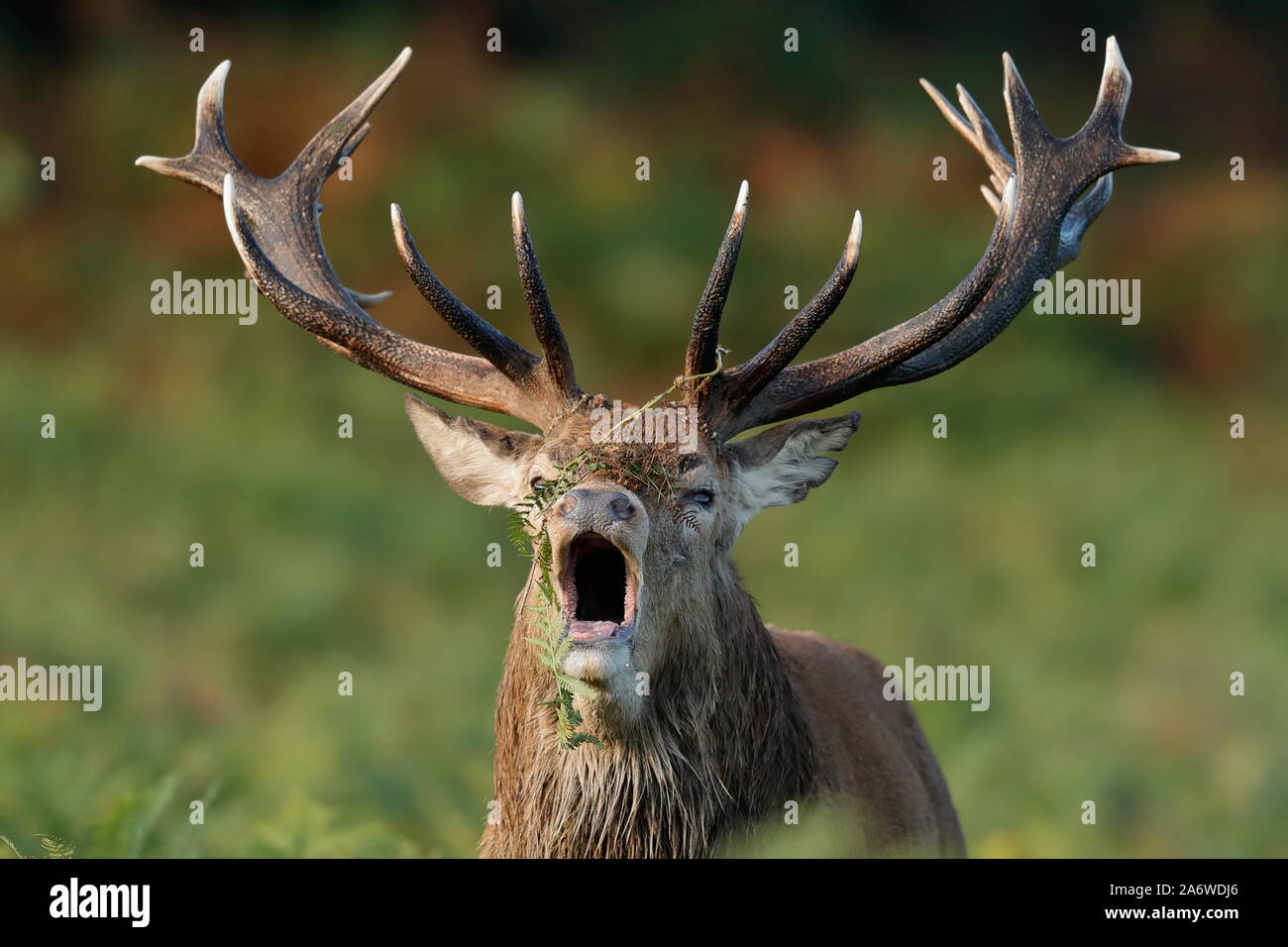 The red deer is one of the largest deer species. The red deer inhabits most  of Europe, the Caucasus Mountains region, Asia Stock Photo - Alamy