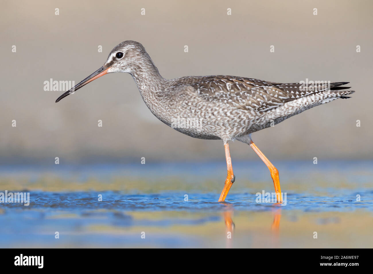 Spotted Redshank (Tringa erythropus), side view of a juvenile standing in the water, Campania, Italy Stock Photo