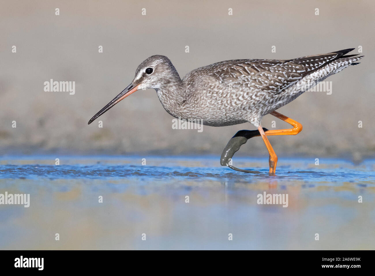 Spotted Redshank (Tringa erythropus), side view of a juvenila walking in a pond, Campania, Italy Stock Photo