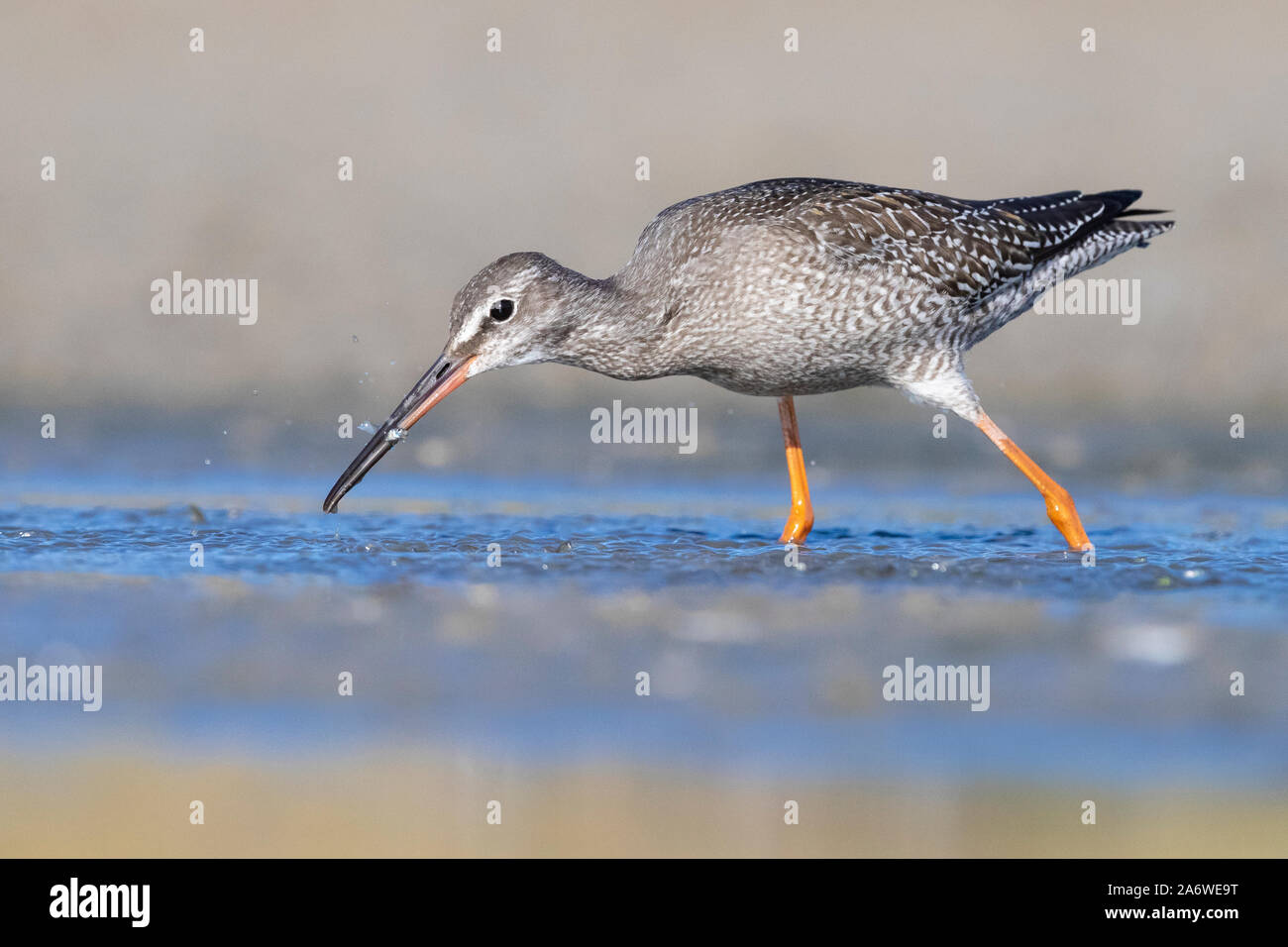 Spotted Redshank (Tringa erythropus), side view of a juvenile catching small fish in a pond, Campania, Italy Stock Photo