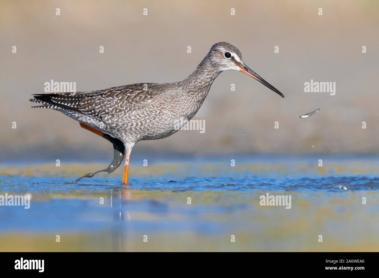 Spotted Redshank (Tringa erythropus), side view of a juvenile catching small fish in a pond, Campania, Italy Stock Photo