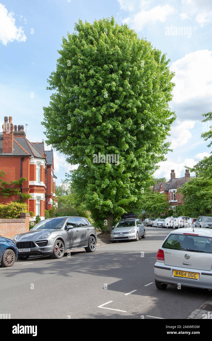 Pollarded Silver maple (Acer saccharinum) street tree in summer, London Stock Photo