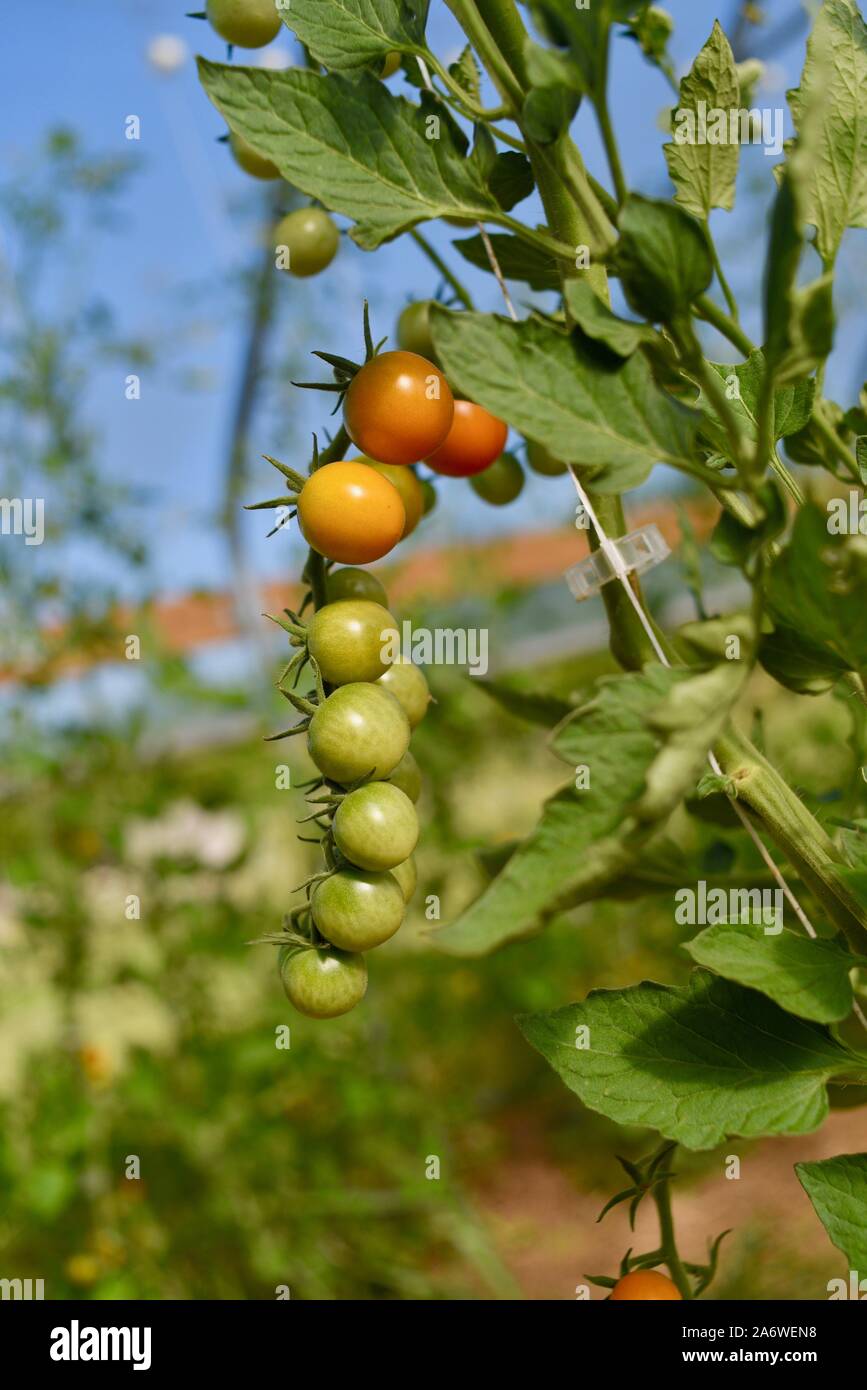 Tomato trusses hires stock photography and images Alamy