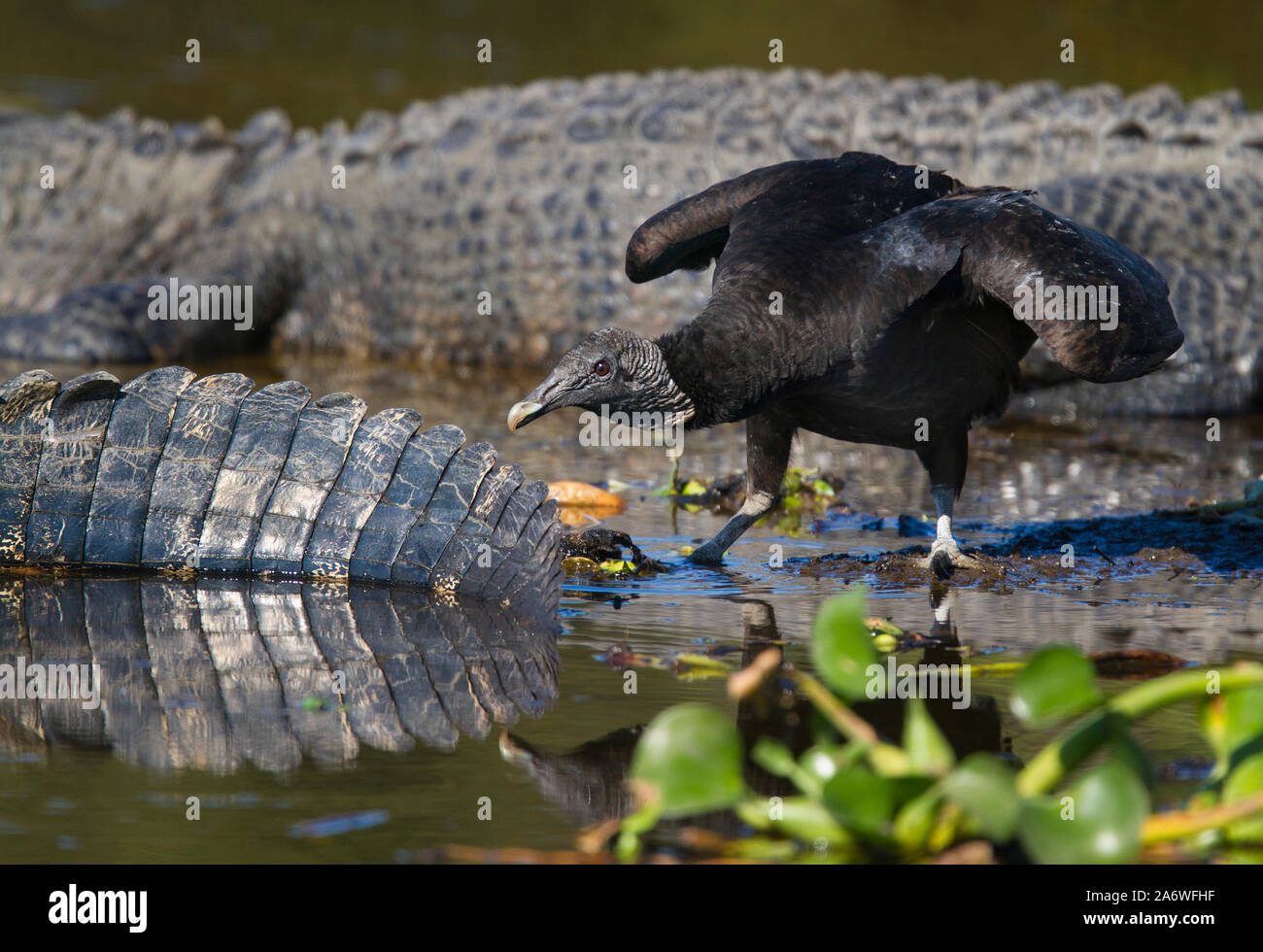 Black vulture (Coragyps atratus) pecking the tail of an American Alligator (Alligator mississippiensis) Myakka State Park, Florida, USA. Stock Photo