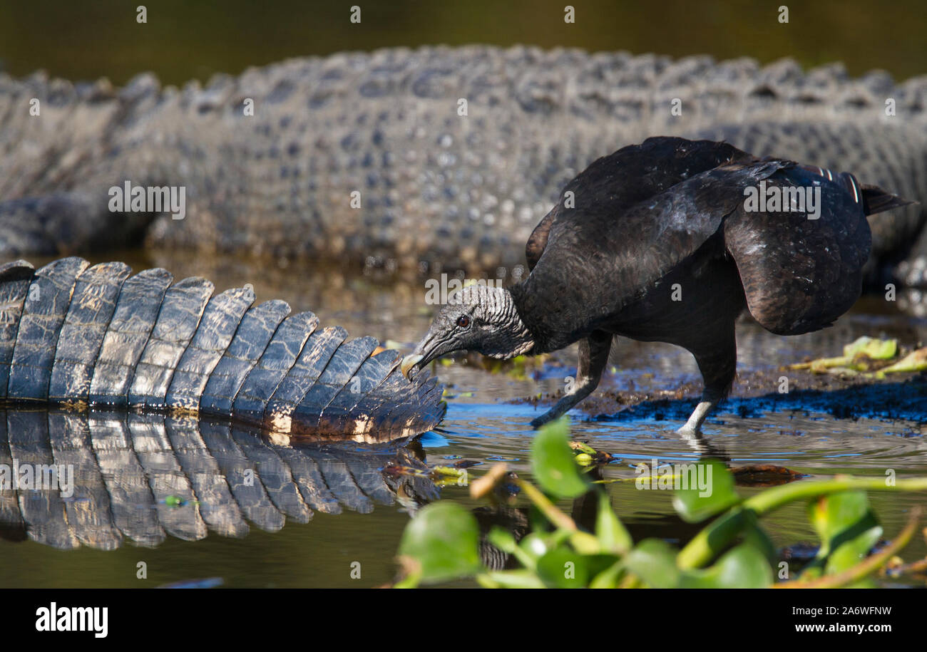 Black vulture (Coragyps atratus) biting the tail of an American Alligator (Alligator mississippiensis) Myakka State Park, Florida, USA. Stock Photo