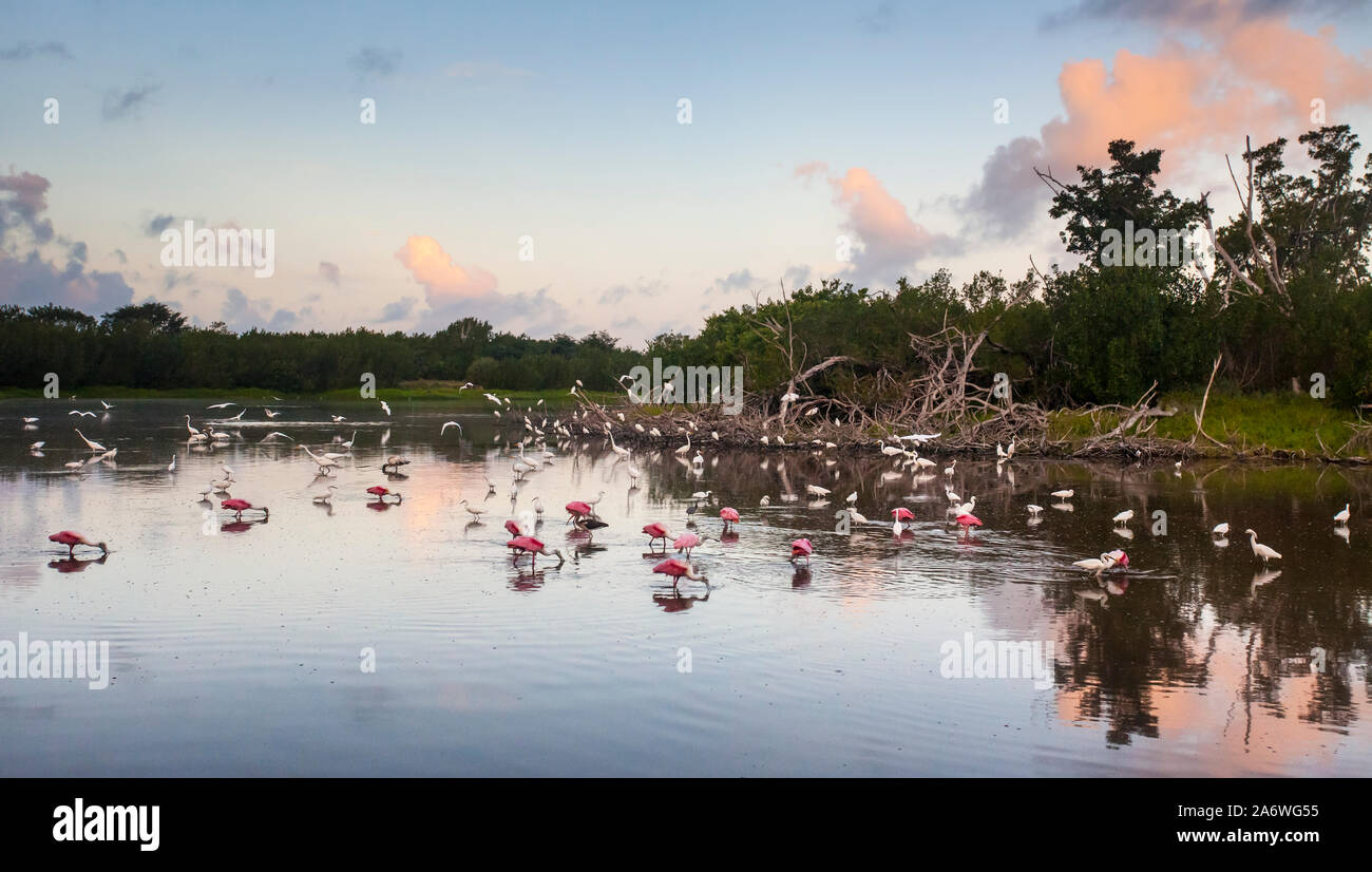 Roseate Spoonbills, Great Egrets and Snowy Egrets, Everglades National Park, Florida, USA. Stock Photo