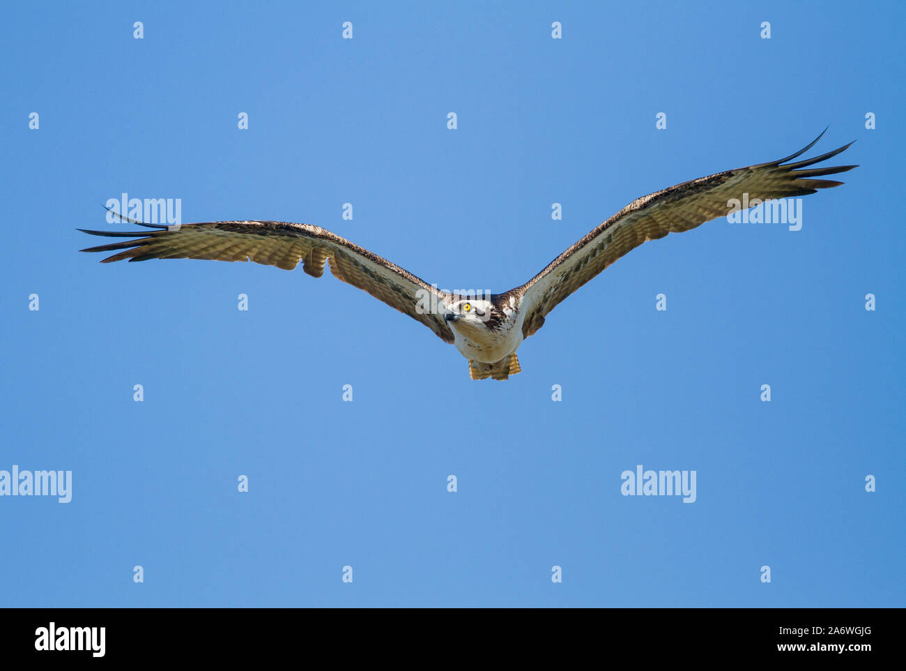 Osprey (Pandion haliaetus) in flight, Myakka River State Park, Sarasota, Florida, USA Stock Photo