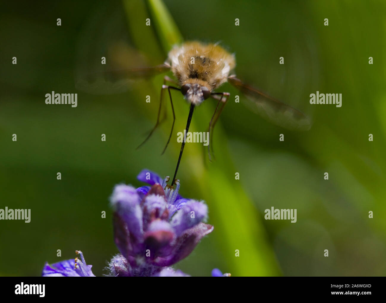 BEE-FLY in flight (Bombylius major) sipping nectar from flower, Sussex, UK Stock Photo