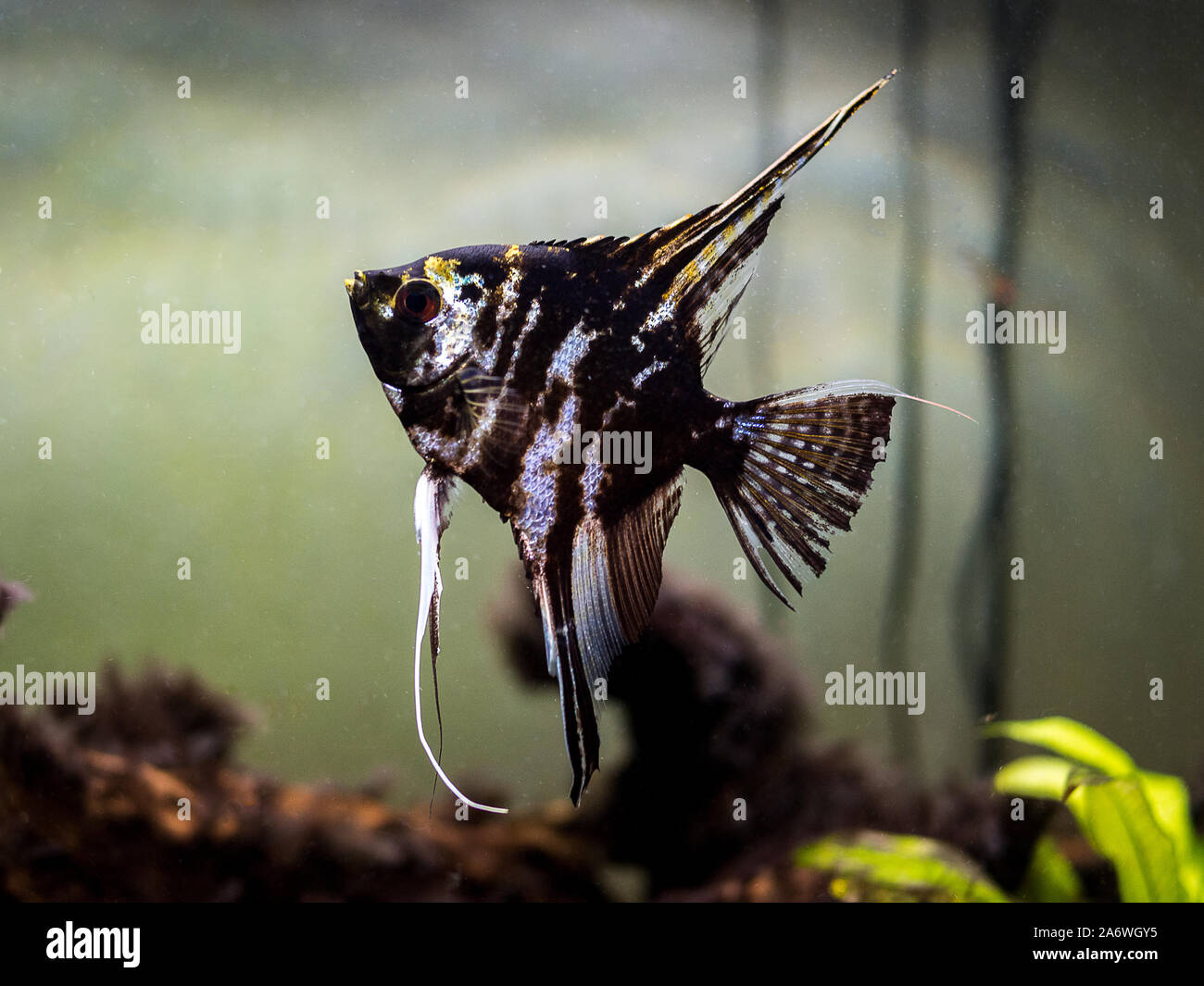 White angel fish hi-res stock photography and images - Alamy