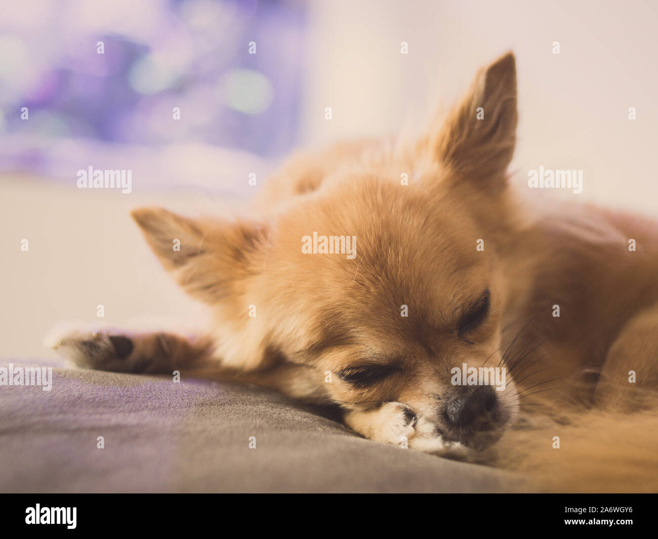 Cute baby dog wallpapers hi-res stock photography and images - Alamy