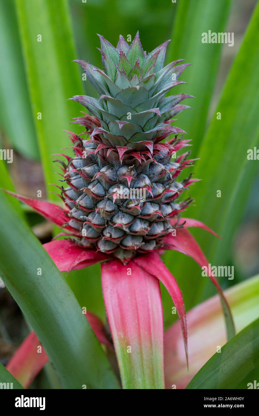 Pineapple (Ananas comosus) young fruit, Thailand. Stock Photo
