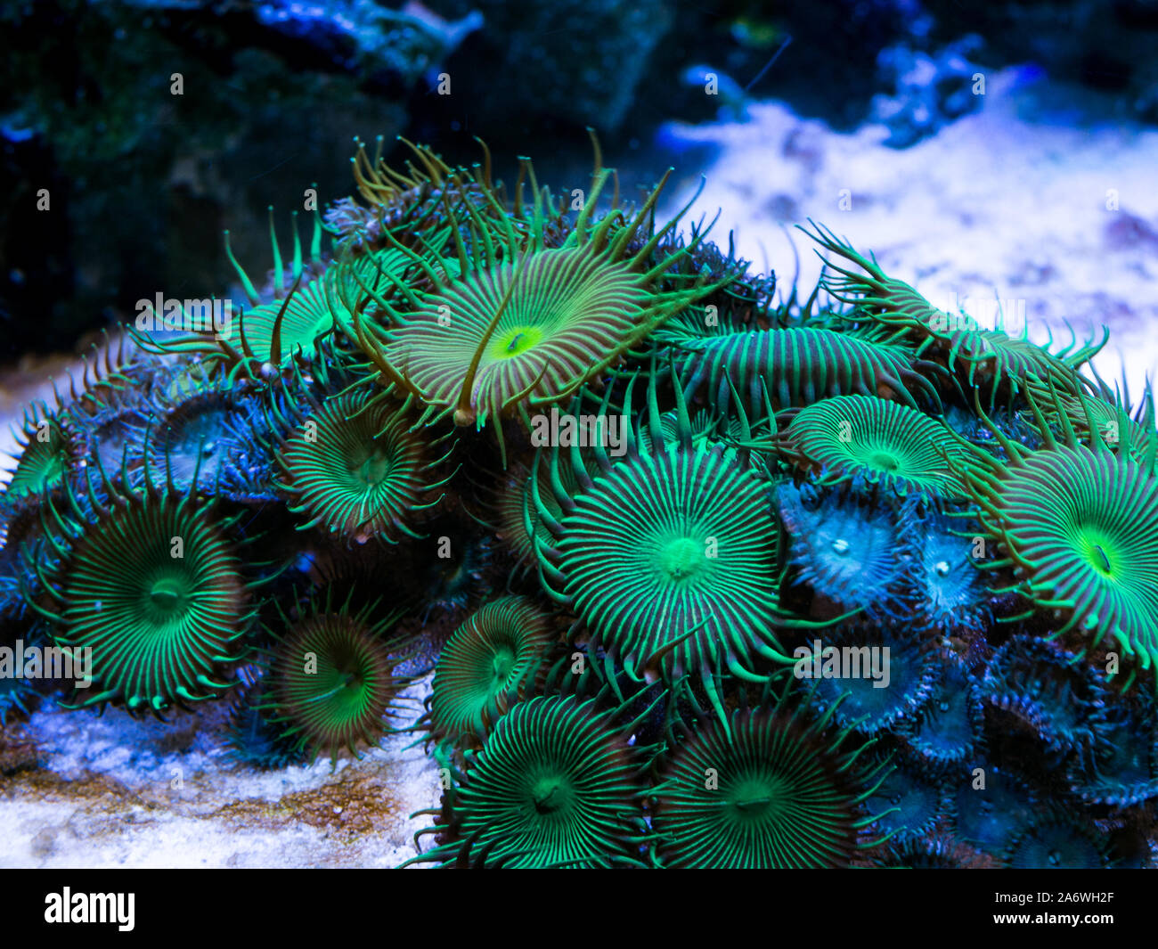 green palythoa (soft coral) in a reef aquarium Stock Photo