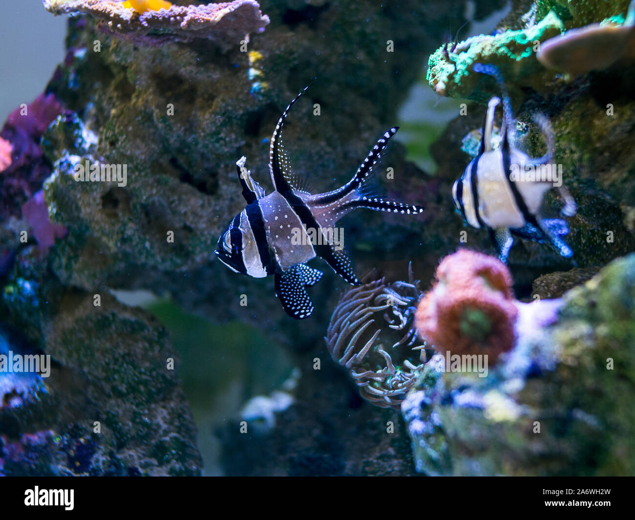 Banggai cardinalfish (Pterapogon kauderni) in a reef aquarium Stock ...