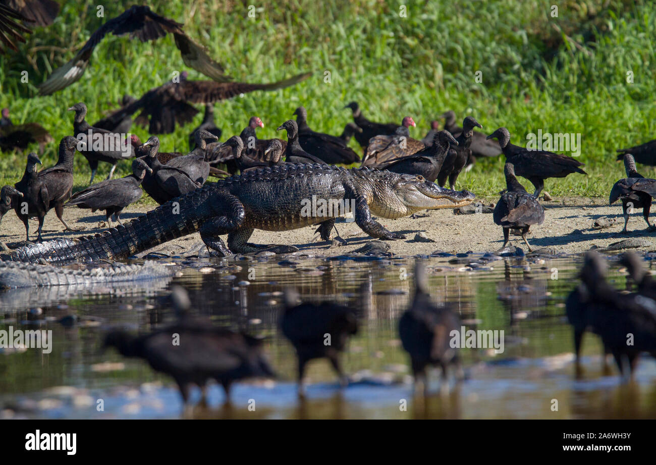 American Alligator (Alligator mississippiensis) and Black vultures (Coragyps atratus) feeding on the remains of a ''fish kill', Myakka, USA. Stock Photo