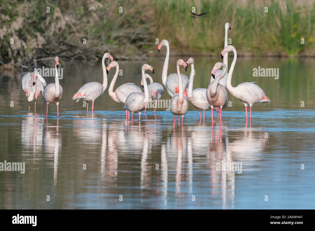 Greater flamingos (Phoenicopterus roseus), Camargue, France, early May, by Dominique Braud/Dembinsky Photo Assoc Stock Photo