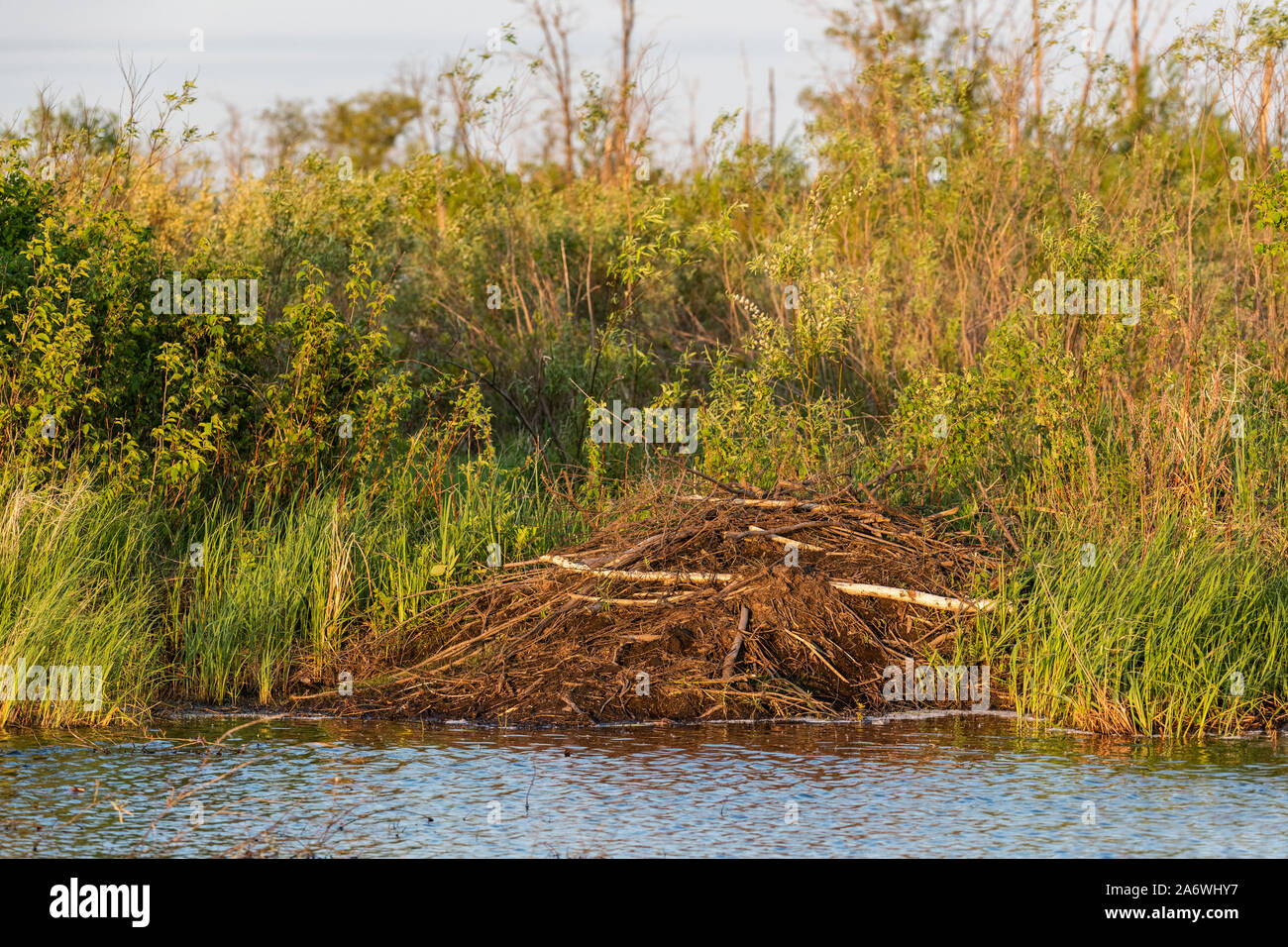 Beaver lodge, marsh, Wisconsin, USA, by Dominique Braud/Dembinsky Photo Assoc Stock Photo