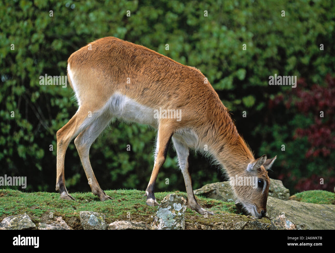KAFUE LECHWE (Kobus leche kafuensis). Grazing. Herbivore. Captive animal. Stock Photo