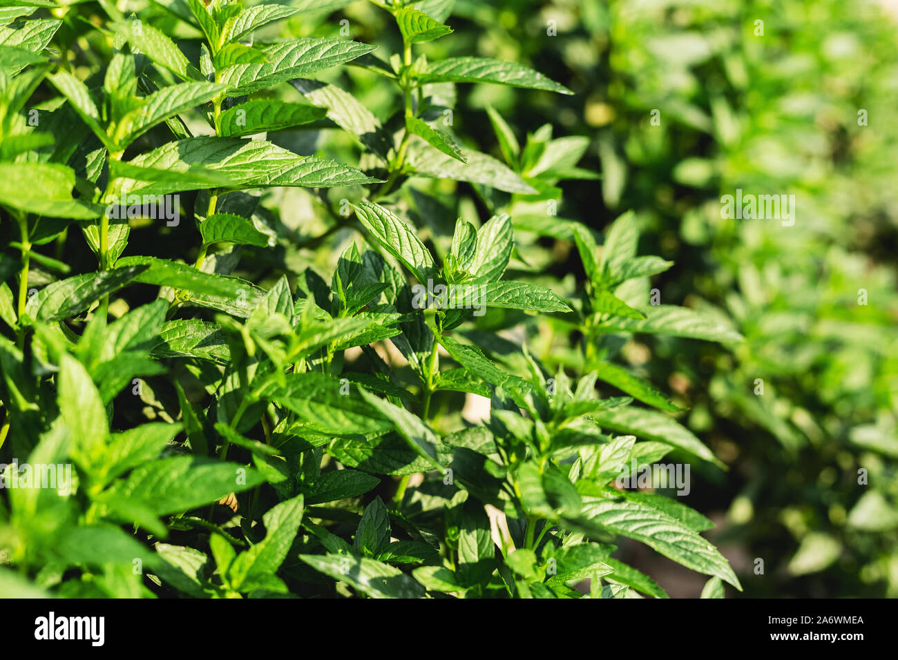 Green fresh Mint Plant Grow Background. Peppermint leaves pattern layout with spearmint herbs. Mint leaves harvest for food, cocktails, mojito, seeds Stock Photo