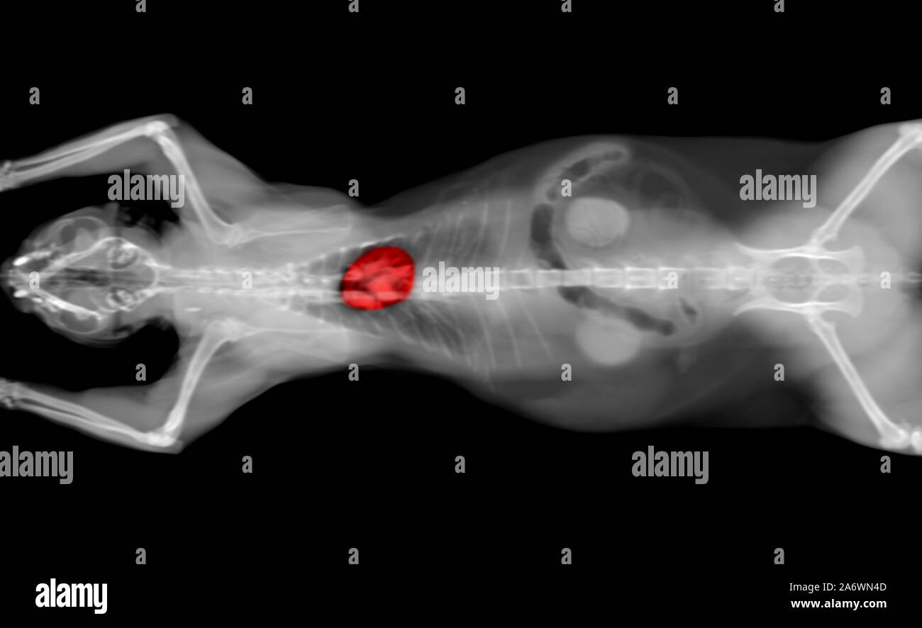 black and white CT scan of a cat pet on a black background. Oncologist veterinary diagnostic x-ray test. heart highlighted in red. Stock Photo