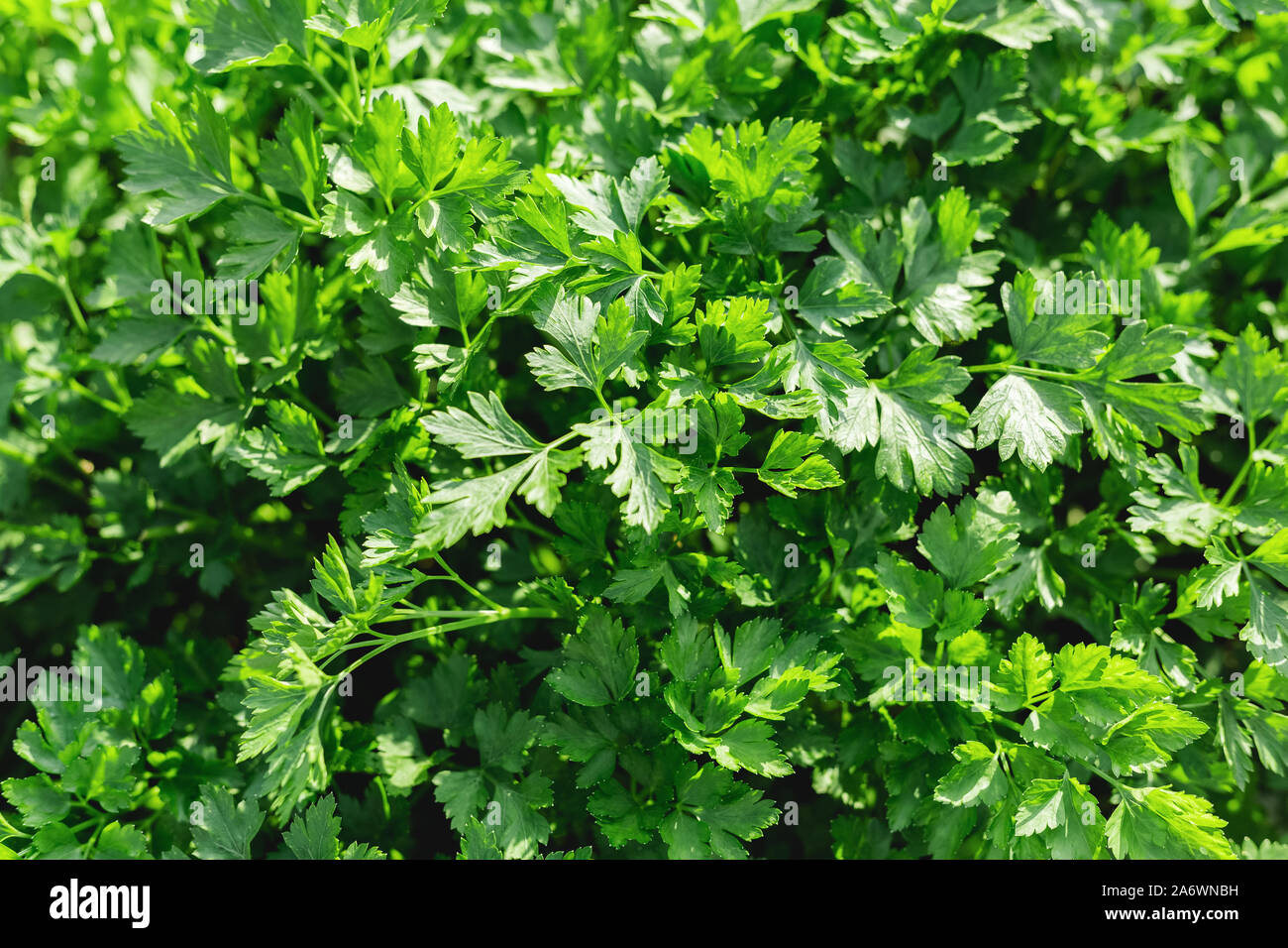 Parsley in farmer's garden for food or medicine. Good green organic