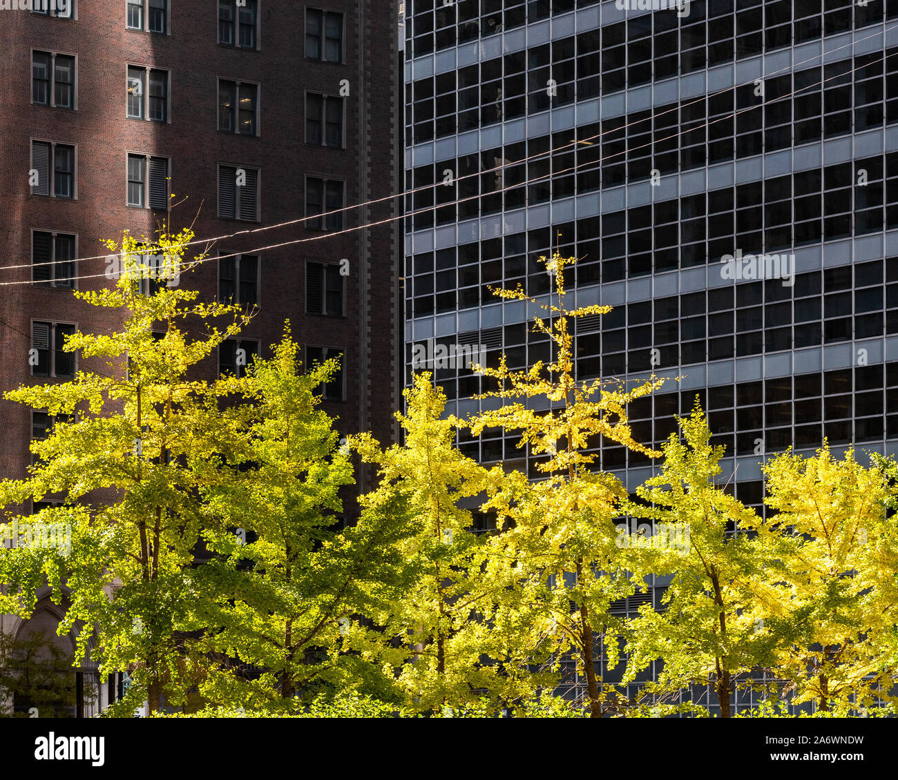 Illuminated trees in downtown Chicago Stock Photo