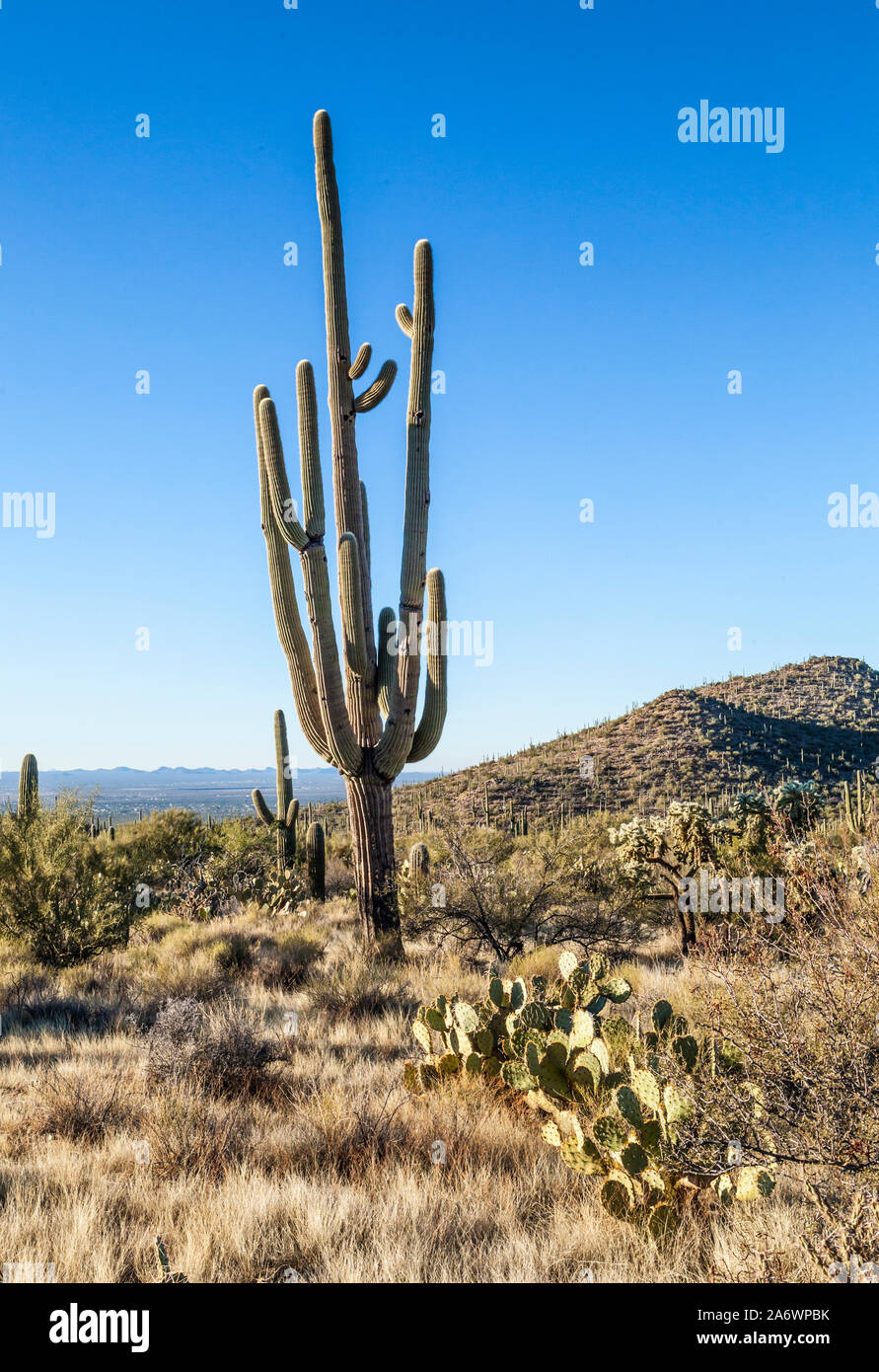 Desert Landscape featuring a large saguaro cactus, Saguaro National Park, Arizona. Stock Photo